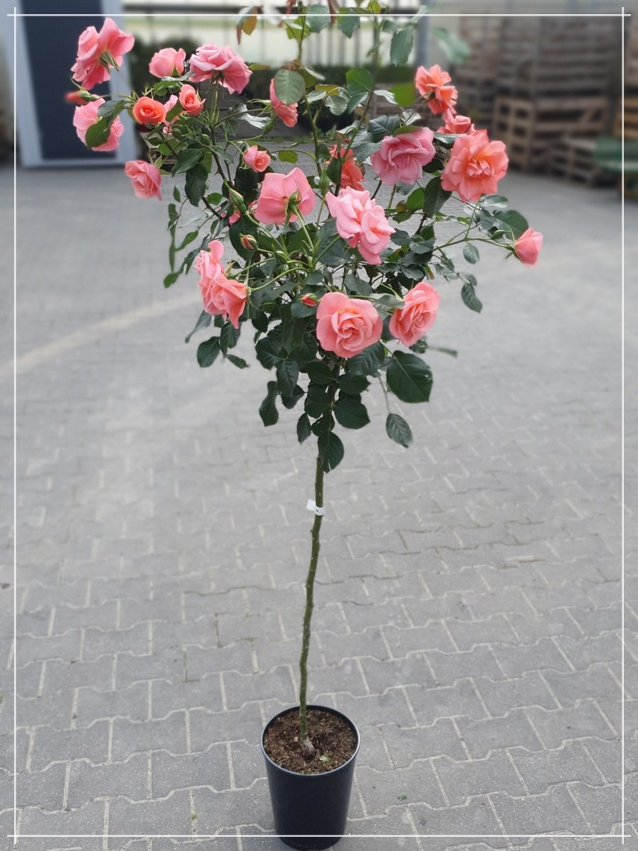 Koralowa róża pienna kol